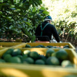 Farmer,Driving,A,Farm,Truck,With,Hass,Avocados,Boxes.,Working